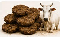 Cow dung cakes